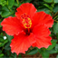 Pourquoi l'Hibiscus : La Fleur Éblouissante au Cœur de la Beauté Guinéenne
